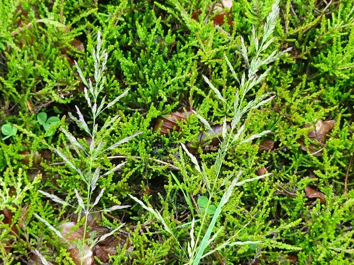 Poa trivialis subsp. feratiana (Poaceae)